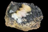 Cerussite Crystals with Bladed Barite on Galena - Morocco #98724-1